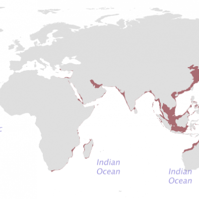 竹节虾做法有哪些，竹节虾最简单的做法（吃一次就让你忘不了的纸包芦笋越南黑虎虾）