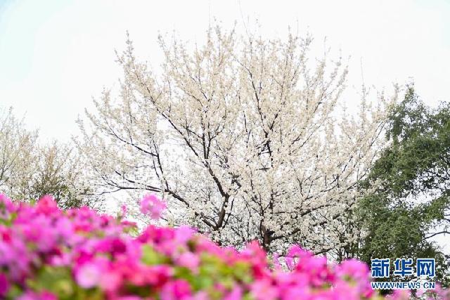 盎然春色的意思，春意盎然是啥意思（山城花团锦簇春色盎然）
