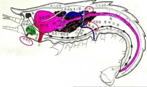 虾线是什么，虾线如何快速去除（虾线真的很脏吗）