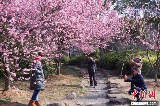 江苏无锡：鼋头渚景区樱花绽放，江苏无锡最新疫情（市民提前感受“春天的脚步”）