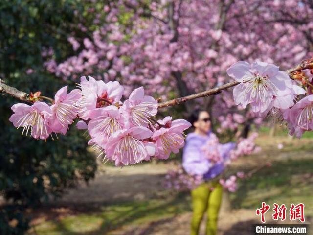 江苏无锡：鼋头渚景区樱花绽放，江苏无锡最新疫情（市民提前感受“春天的脚步”）