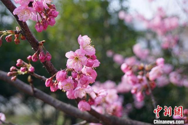 江苏无锡：鼋头渚景区樱花绽放，江苏无锡最新疫情（市民提前感受“春天的脚步”）