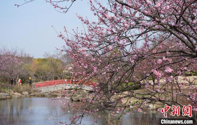 江苏无锡：鼋头渚景区樱花绽放，江苏无锡最新疫情（市民提前感受“春天的脚步”）