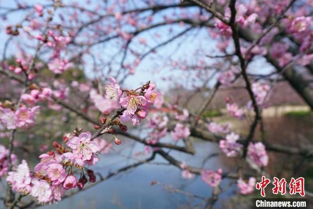江苏无锡：鼋头渚景区樱花绽放，江苏无锡最新疫情（市民提前感受“春天的脚步”）