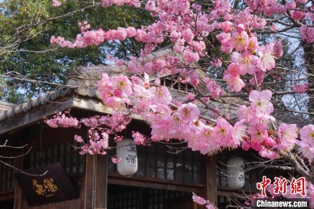 江苏无锡：鼋头渚景区樱花绽放，江苏无锡最新疫情（市民提前感受“春天的脚步”）