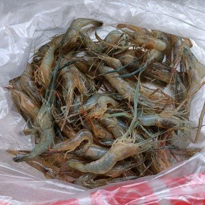 辣椒炒河虾怎么炒好吃，辣椒炒河虾图片（青椒炒河虾是你的不二之选）
