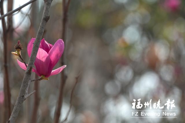 福州动物园好玩吗，福州动物园值得去吗（福州动物园“报春使者”忙）