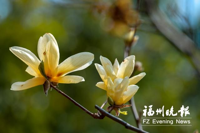 福州动物园好玩吗，福州动物园值得去吗（福州动物园“报春使者”忙）