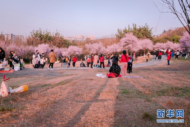 照母山森林公园，重庆照母山是属于哪个区（打卡重庆照母山梅林花海）