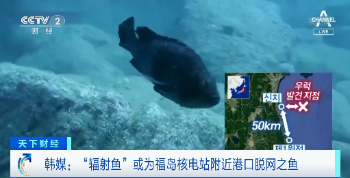 食用超标辐射鱼是否会对人产生危害，电脑辐射对鱼有影响吗（多国记者深入福岛调查）