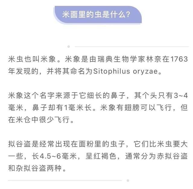 米虫有毒吗（家里的米面为啥凭空出现小虫）