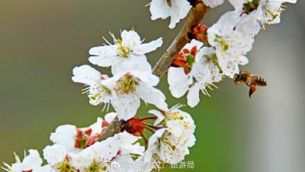 描写樱桃花的优美句子，描写樱桃花的优美句子汇总（樱桃花开，馨香满园）