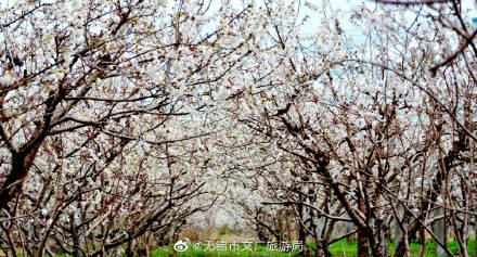描写樱桃花的优美句子，描写樱桃花的优美句子汇总（樱桃花开，馨香满园）