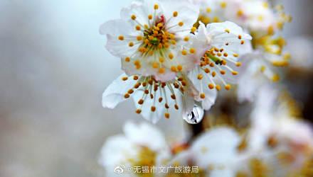 描写樱桃花的优美句子，描写樱桃花的优美句子汇总（樱桃花开，馨香满园）