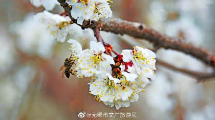 描写樱桃花的优美句子，描写樱桃花的优美句子汇总（樱桃花开，馨香满园）