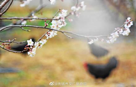 描写樱桃花的优美句子，描写樱桃花的优美句子汇总（樱桃花开，馨香满园）