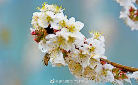描写樱桃花的优美句子，描写樱桃花的优美句子汇总（樱桃花开，馨香满园）
