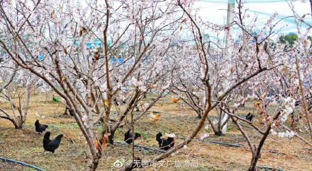 描写樱桃花的优美句子，描写樱桃花的优美句子汇总（樱桃花开，馨香满园）