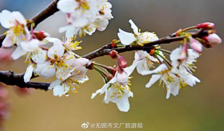 描写樱桃花的优美句子，描写樱桃花的优美句子汇总（樱桃花开，馨香满园）