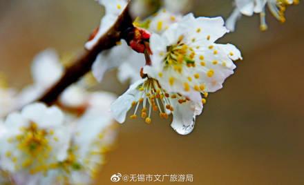 描写樱桃花的优美句子，描写樱桃花的优美句子汇总（樱桃花开，馨香满园）