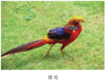 亡羊补牢中的牢的意思是什么，亡羊补牢的牢是什么意思（统编语文二年级下册17个重点知识梳理+释疑）