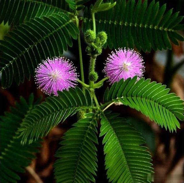 青未了|我的植物好朋友——含羞草