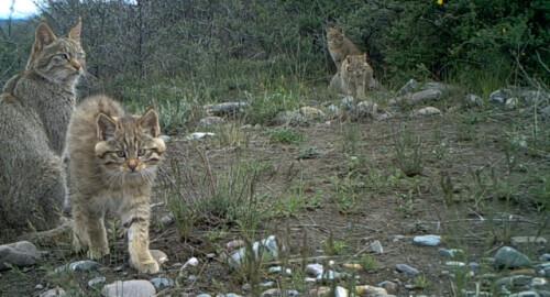 易危物种是什么意思，易危物种是保护动物吗（为这个“降级”，点赞→）