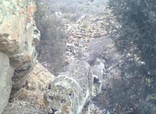 易危物种是什么意思，易危物种是保护动物吗（为这个“降级”，点赞→）