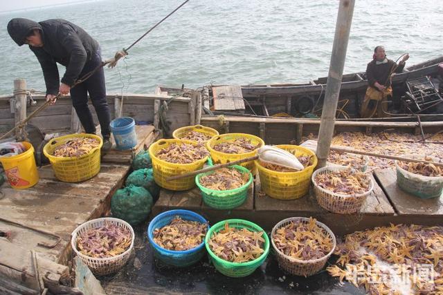 海星的吃法有哪些，海星的吃法有哪些（胶州湾红岛附近海星泛滥吞食蛤蜊海蛎子）