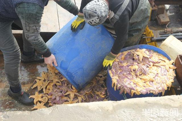 海星的吃法有哪些，海星的吃法有哪些（胶州湾红岛附近海星泛滥吞食蛤蜊海蛎子）