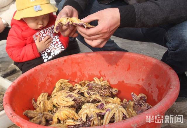 海星的吃法有哪些，海星的吃法有哪些（胶州湾红岛附近海星泛滥吞食蛤蜊海蛎子）