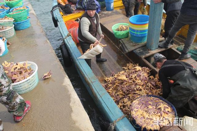 海星的吃法有哪些，海星的吃法有哪些（胶州湾红岛附近海星泛滥吞食蛤蜊海蛎子）