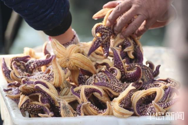 海星的吃法有哪些，海星的吃法有哪些（胶州湾红岛附近海星泛滥吞食蛤蜊海蛎子）