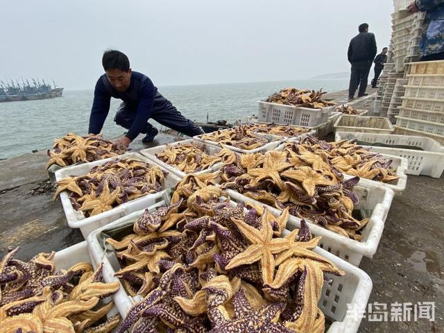 海星的吃法有哪些，海星的吃法有哪些（胶州湾红岛附近海星泛滥吞食蛤蜊海蛎子）
