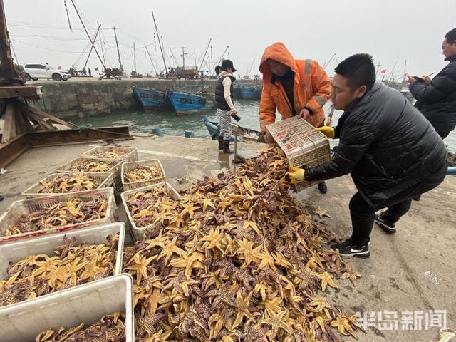 海星的吃法有哪些，海星的吃法有哪些（胶州湾红岛附近海星泛滥吞食蛤蜊海蛎子）