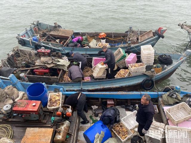 海星的吃法有哪些，海星的吃法有哪些（胶州湾红岛附近海星泛滥吞食蛤蜊海蛎子）