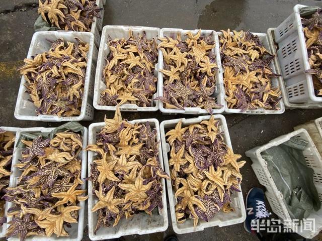 海星的吃法有哪些，海星的吃法有哪些（胶州湾红岛附近海星泛滥吞食蛤蜊海蛎子）
