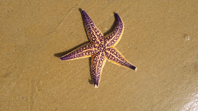 海星的吃法有哪些，海星的吃法有哪些（胶州湾红岛附近海星泛滥吞食蛤蜊海蛎子）