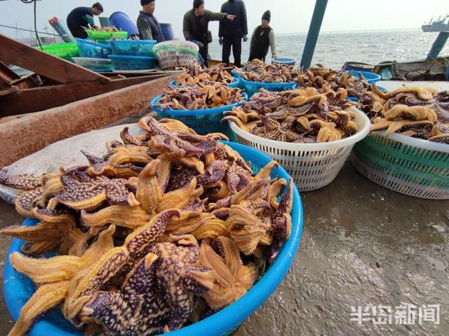 海星的吃法有哪些，海星的吃法有哪些（胶州湾红岛附近海星泛滥吞食蛤蜊海蛎子）