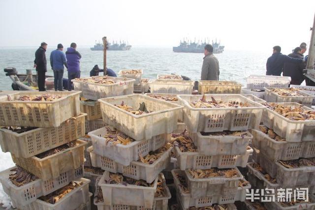 海星的吃法有哪些，海星的吃法有哪些（胶州湾红岛附近海星泛滥吞食蛤蜊海蛎子）