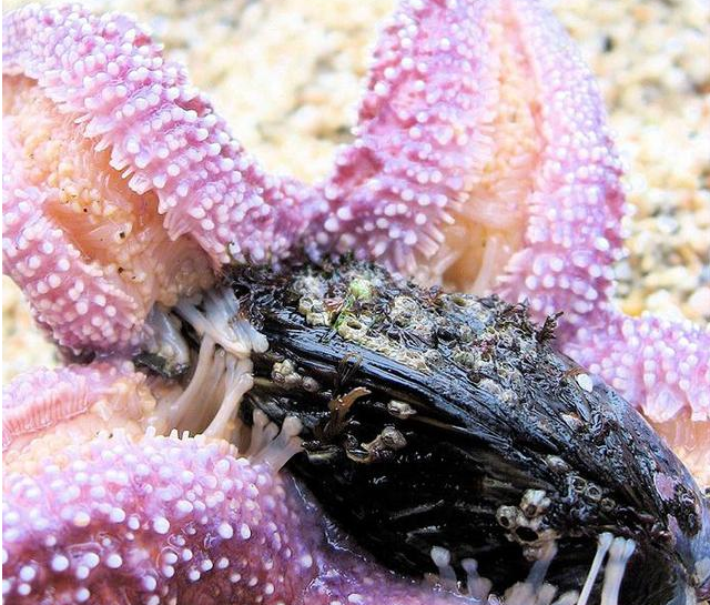 海星的吃法有哪些，海星的吃法有哪些（胶州湾红岛附近海星泛滥吞食蛤蜊海蛎子）