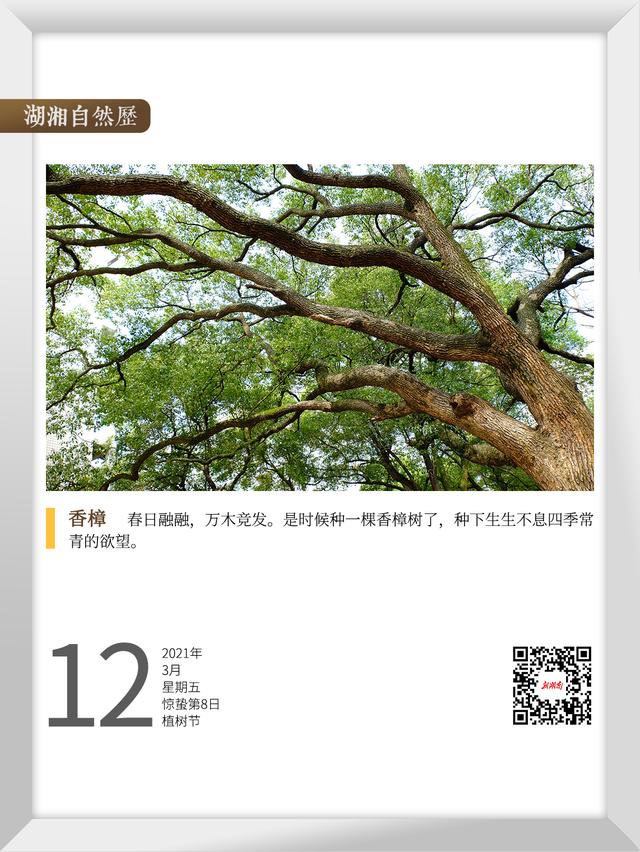 樟树子有哪些用处，樟树子功效作用禁忌（湖湘自然历丨在春天）