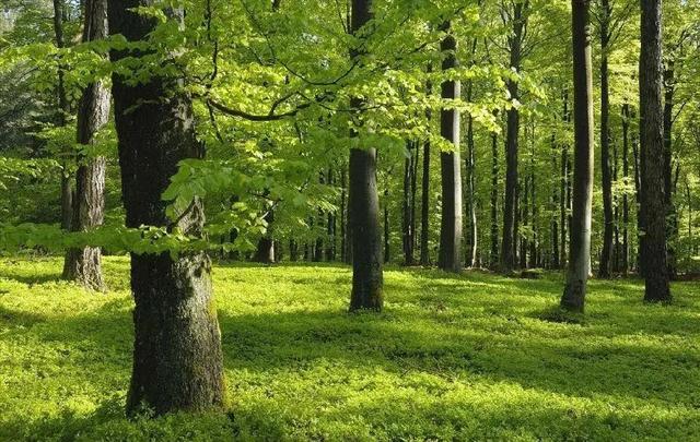 一个木一个隶是什么字，一个木一个隶读什么文（植树节丨一起来认识和“木”有关的汉字）