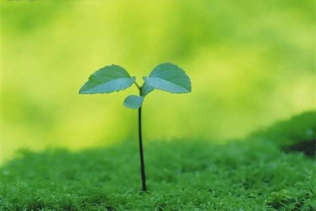 一个木一个隶是什么字，一个木一个隶读什么文（植树节丨一起来认识和“木”有关的汉字）