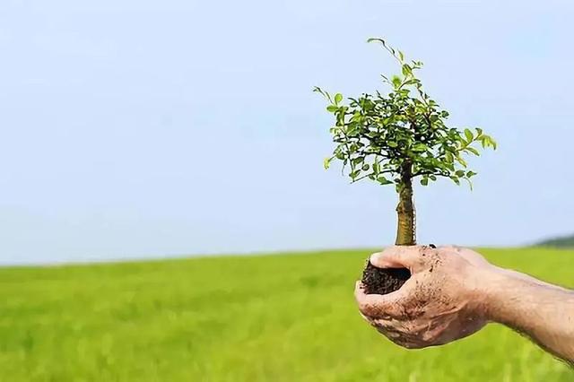 一个木一个隶是什么字，一个木一个隶读什么文（植树节丨一起来认识和“木”有关的汉字）