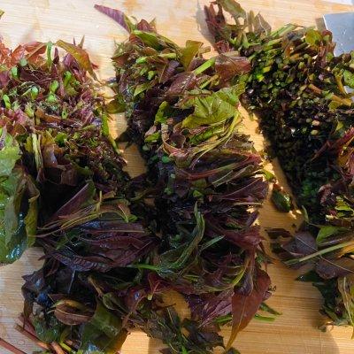凉拌香椿的正确吃法，手残党必学菜谱之凉拌椿芽