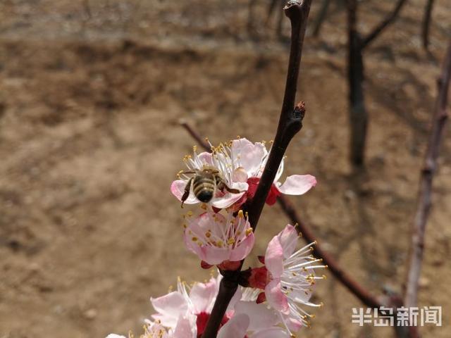 杏花花期多少天，杏花花期（杏花盛花期仅剩一周）