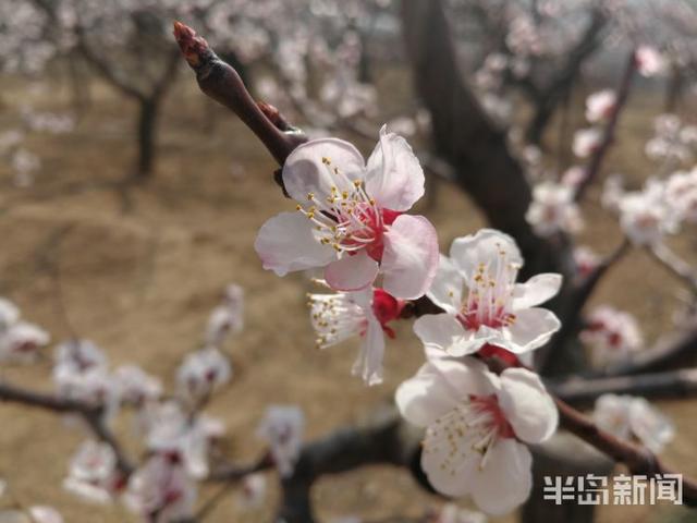 杏花花期多少天，杏花花期（杏花盛花期仅剩一周）