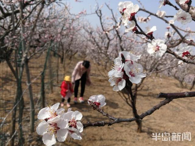 杏花花期多少天，杏花花期（杏花盛花期仅剩一周）