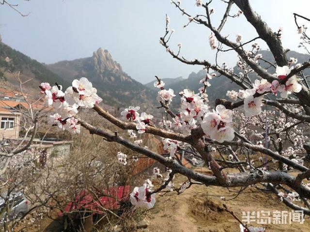 杏花花期多少天，杏花花期（杏花盛花期仅剩一周）